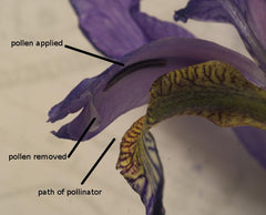 Iris species Iris Roots Bulbs Garden Fragrant Flower Seeds Plants Multiply Rapidly Gorgeous Reblooming Home Balcony Bonsai Hybrids Spanish Irises Dutch Irises