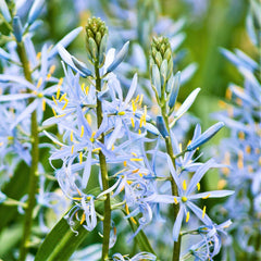 Camassia Cusickii Wild Hyacinth Bulbs Blooms Species Growing Bonsai Roots Rhizomes Corms Tubers Potted Planting Reblooming Fragrant Garden Flower Seeds Plant Gardening
