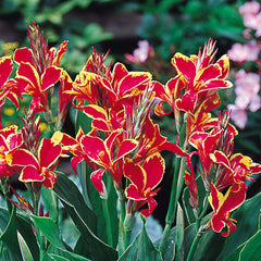 Canna Lucifer Bulbs Perennial Growing Bonsai Roots Rhizomes Corms Tubers Potted Planting Reblooming Fragrant Garden Species Blooms Flower Seeds Plant Gardening