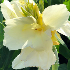 Canna Alaska Bulbs Perennial Growing Bonsai Roots Rhizomes Corms Tubers Potted Planting Reblooming Fragrant Garden Species Blooms Flower Seeds Plant Gardening