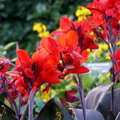 Canna Australia Bulbs Perennial Growing Bonsai Roots Rhizomes Corms Tubers Potted Planting Reblooming Fragrant Garden Species Blooms Flower Seeds Plant Gardening