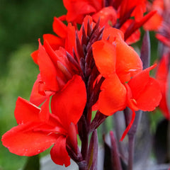 Canna Australia Bulbs Perennial Growing Bonsai Roots Rhizomes Corms Tubers Potted Planting Reblooming Fragrant Garden Species Blooms Flower Seeds Plant Gardening