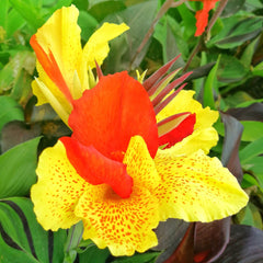 Canna Cleopatra  Bulbs Perennial Growing Bonsai Roots Rhizomes Corms Tubers Potted Planting Reblooming Fragrant Garden Species Blooms Flower Seeds Plant Gardening