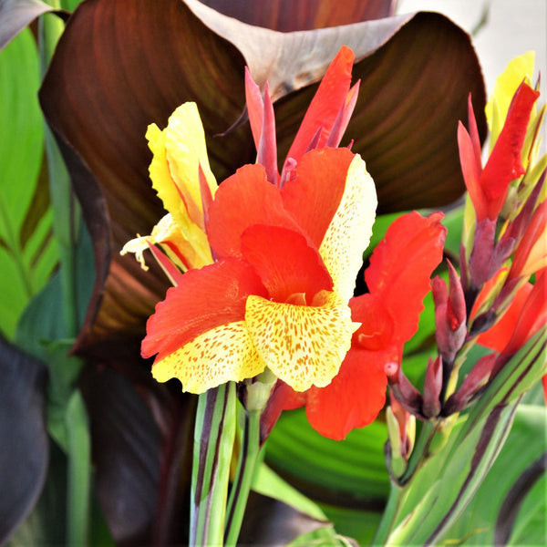 Canna Cleopatra  Bulbs Perennial Growing Bonsai Roots Rhizomes Corms Tubers Potted Planting Reblooming Fragrant Garden Species Blooms Flower Seeds Plant Gardening