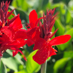 Canna Kreta Bulbs Perennial Growing Bonsai Roots Rhizomes Corms Tubers Potted Planting Reblooming Fragrant Garden Species Blooms Flower Seeds Plant Gardening