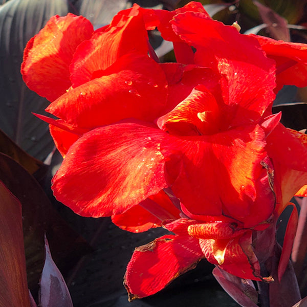 Canna Red Velvet Bulbs Perennial Growing Bonsai Roots Rhizomes Corms Tubers Potted Planting Reblooming Fragrant Garden Species Blooms Flower Seeds Plant Gardening