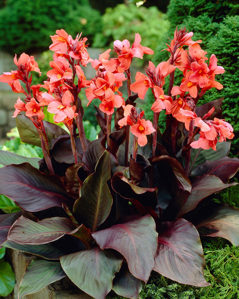 Canna Angelique Bulbs Perennial Growing Bonsai Roots Rhizomes Corms Tubers Potted Planting Reblooming Fragrant Garden Species Blooms Flower Seeds Plant Gardening