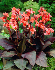 Canna Angelique Bulbs Perennial Growing Bonsai Roots Rhizomes Corms Tubers Potted Planting Reblooming Fragrant Garden Species Blooms Flower Seeds Plant Gardening - Seedsplant