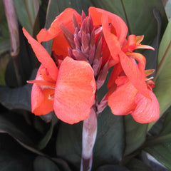 Canna Cannova Bronze Orange Bulbs Perennial Growing Bonsai Roots Rhizomes Corms Tubers Potted Planting Reblooming Fragrant Garden Species Blooms Flower Seeds Plant Gardening