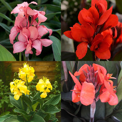Canna Cannova Collection Bulbs Perennial Growing Bonsai Roots Rhizomes Corms Tubers Potted Planting Reblooming Fragrant Garden Species Blooms Flower Seeds Plant Gardening