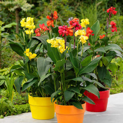 Canna Cannova Mixed Bulbs Perennial Growing Bonsai Roots Rhizomes Corms Tubers Potted Planting Reblooming Fragrant Garden Species Blooms Flower Seeds Plant Gardening