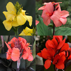 Canna Cannova Mixed Bulbs Perennial Growing Bonsai Roots Rhizomes Corms Tubers Potted Planting Reblooming Fragrant Garden Species Blooms Flower Seeds Plant Gardening