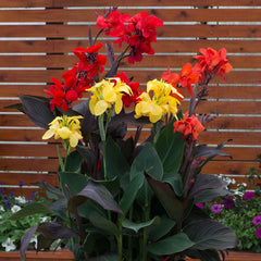 Canna Cannova Yellow Bulbs Perennial Growing Bonsai Roots Rhizomes Corms Tubers Potted Planting Reblooming Fragrant Garden Species Blooms Flower Seeds Plant Gardening