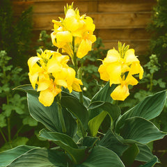 Canna Cannova Yellow Bulbs Perennial Growing Bonsai Roots Rhizomes Corms Tubers Potted Planting Reblooming Fragrant Garden Species Blooms Flower Seeds Plant Gardening