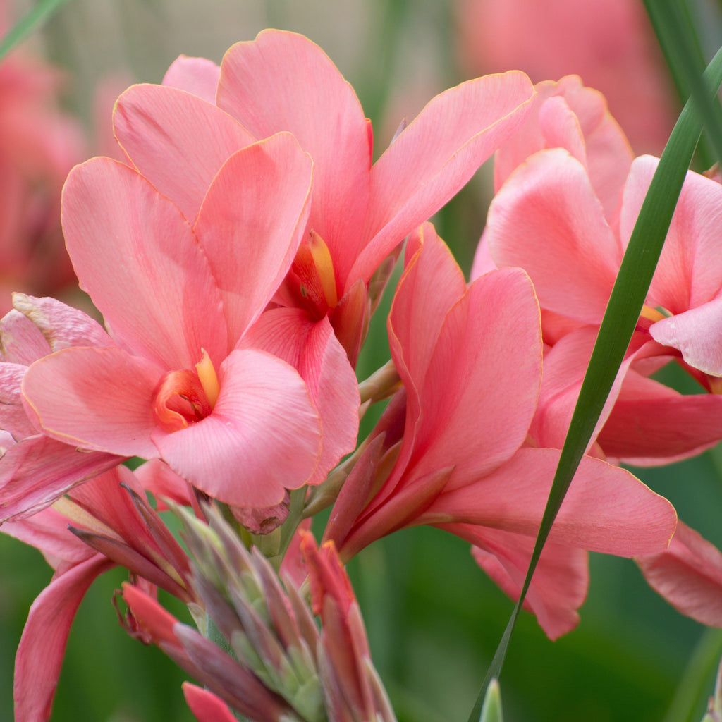Canna City of Portland Bulbs Perennial Growing Bonsai Roots Rhizomes Corms Tubers Potted Planting Reblooming Fragrant Garden Species Blooms Flower Seeds Plant Gardening
