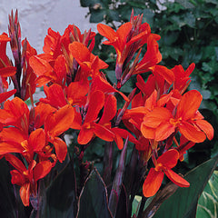 Canna Delibab Bulbs Perennial Growing Bonsai Roots Rhizomes Corms Tubers Potted Planting Reblooming Fragrant Garden Species Blooms Flower Seeds Plant Gardening