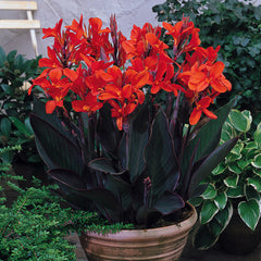 Canna Delibab Bulbs Perennial Growing Bonsai Roots Rhizomes Corms Tubers Potted Planting Reblooming Fragrant Garden Species Blooms Flower Seeds Plant Gardening