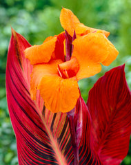 Canna Durban Bulbs Perennial Growing Bonsai Roots Rhizomes Corms Tubers Potted Planting Reblooming Fragrant Garden Species Blooms Flower Seeds Plant Gardening