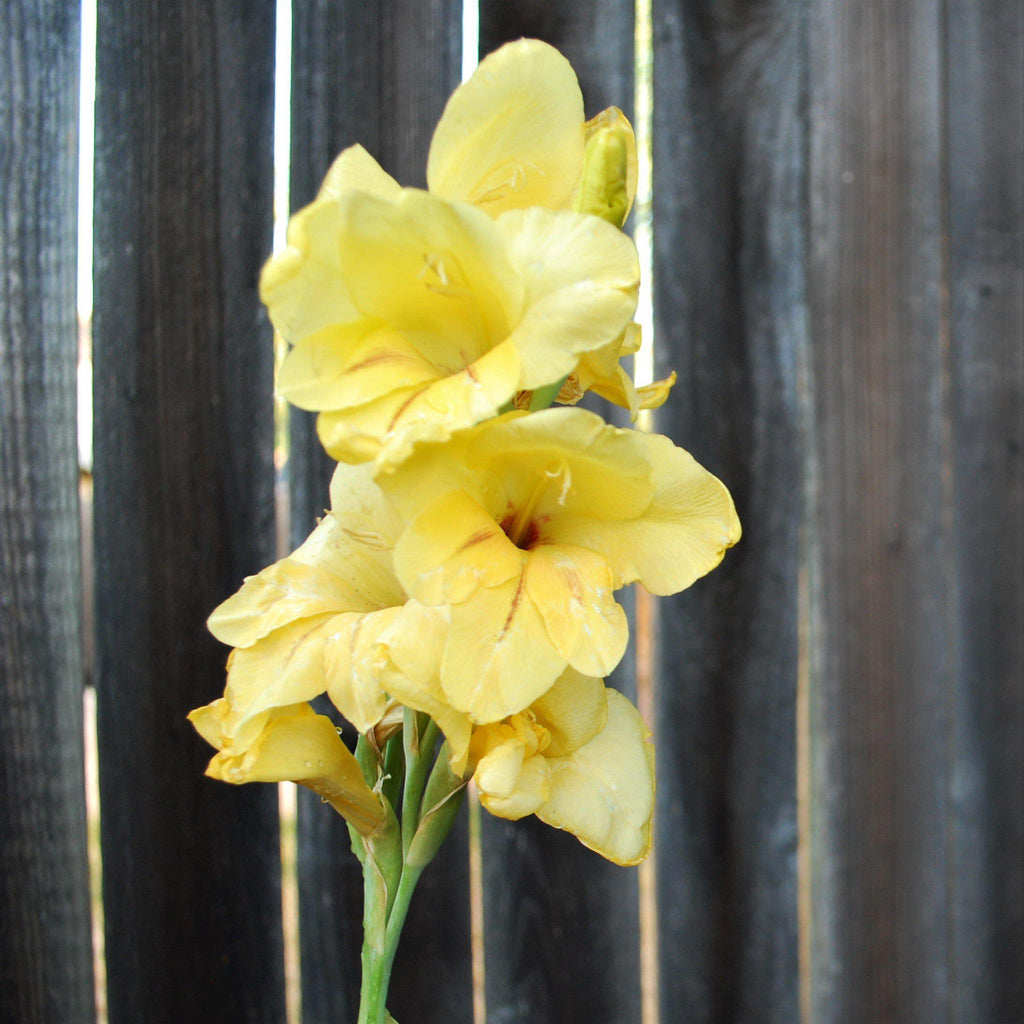 Canna Elite Banana Punch Bulbs Perennial Growing Bonsai Roots Rhizomes Corms Tubers Potted Planting Reblooming Fragrant Garden Species Blooms Flower Seeds Plant Gardening