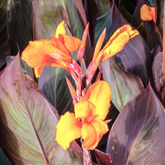 Canna Elite Chocolate Sunrise Bulbs Perennial Growing Bonsai Roots Rhizomes Corms Tubers Potted Planting Reblooming Fragrant Garden Species Blooms Flower Seeds Plant Gardening