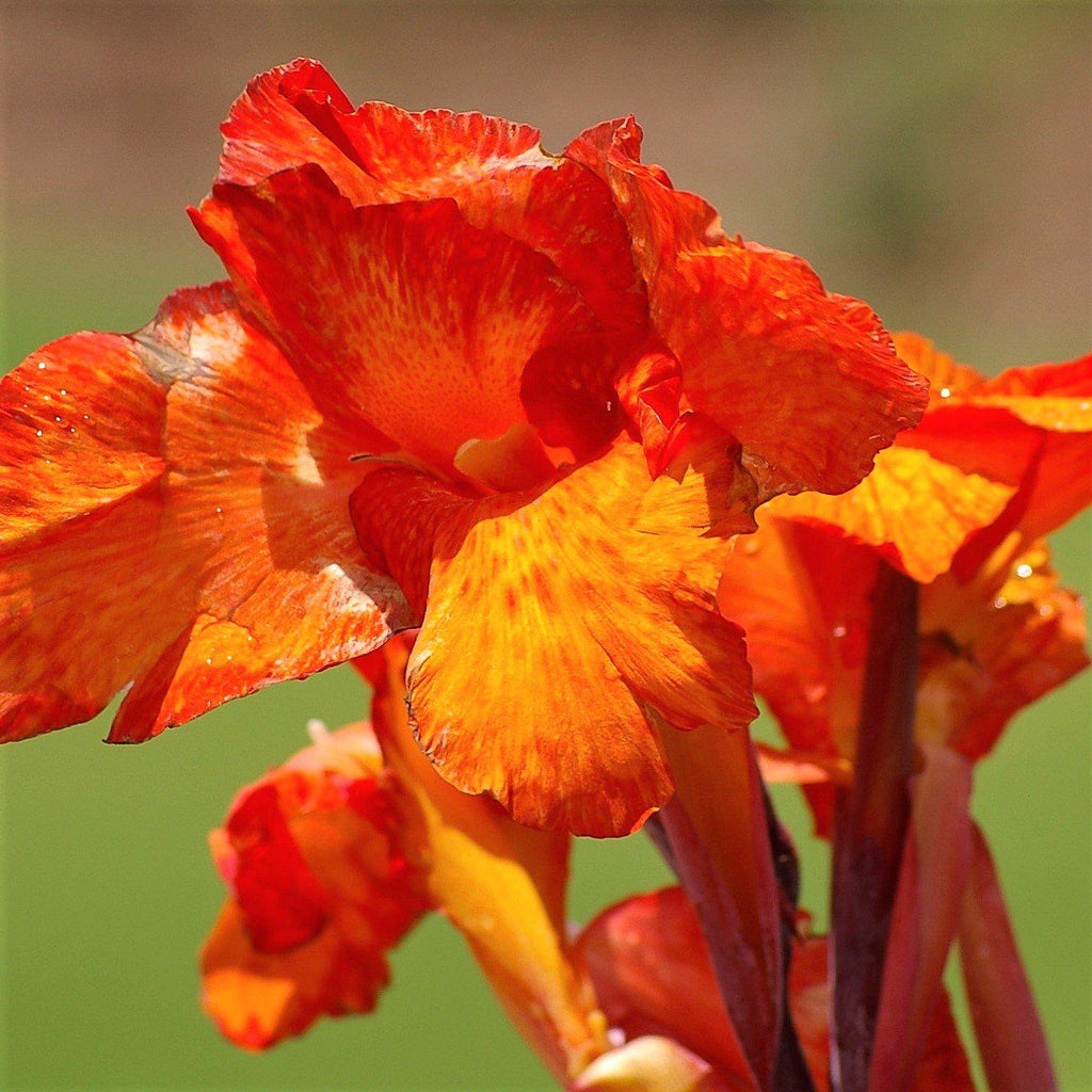 Canna Elite Orange Magic Bulbs Perennial Growing Bonsai Roots Rhizomes Corms Tubers Potted Planting Reblooming Fragrant Garden Species Blooms Flower Seeds Plant Gardening