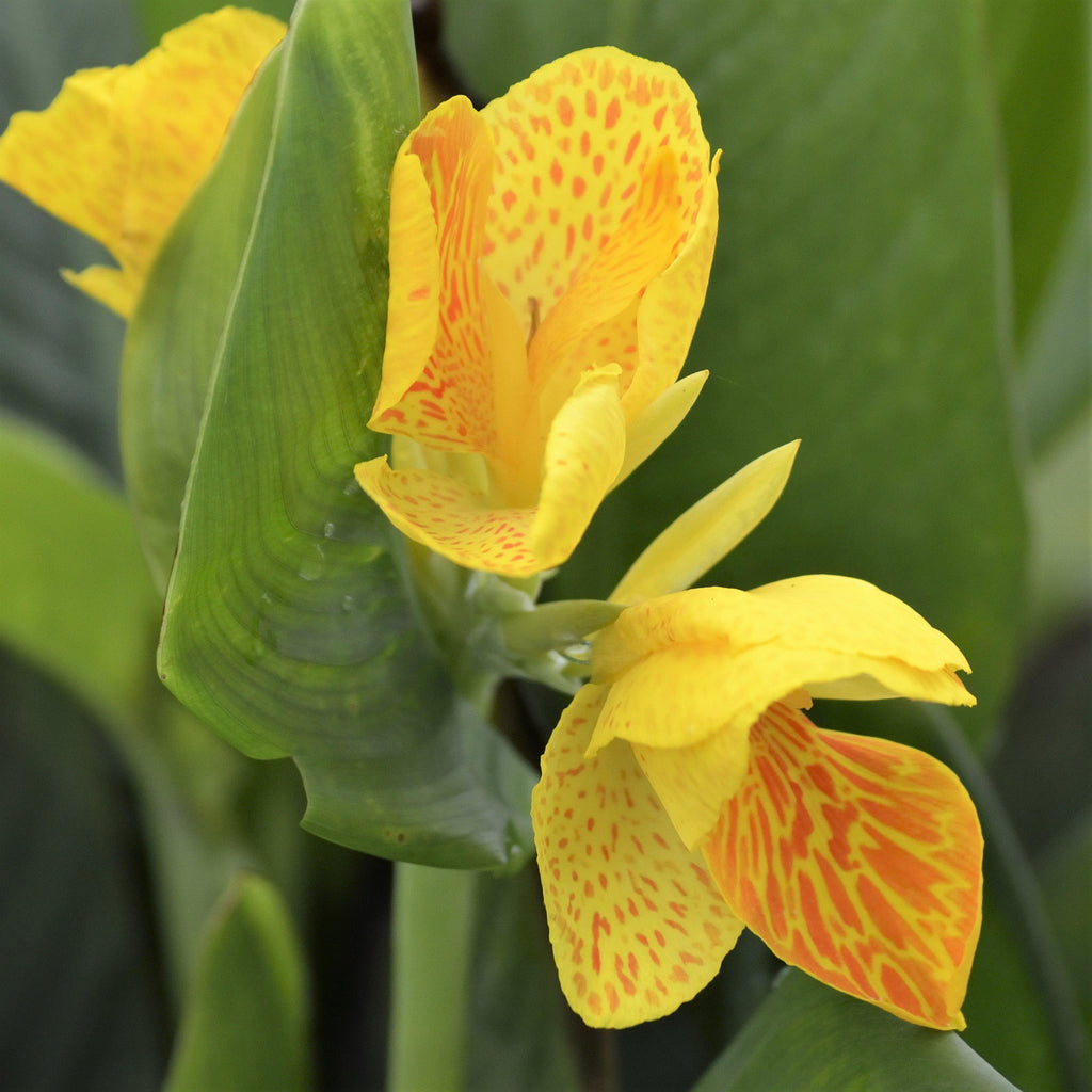 Canna Elite Morning Star Bulbs Perennial Growing Bonsai Roots Rhizomes Corms Tubers Potted Planting Reblooming Fragrant Garden Species Blooms Flower Seeds Plant Gardening