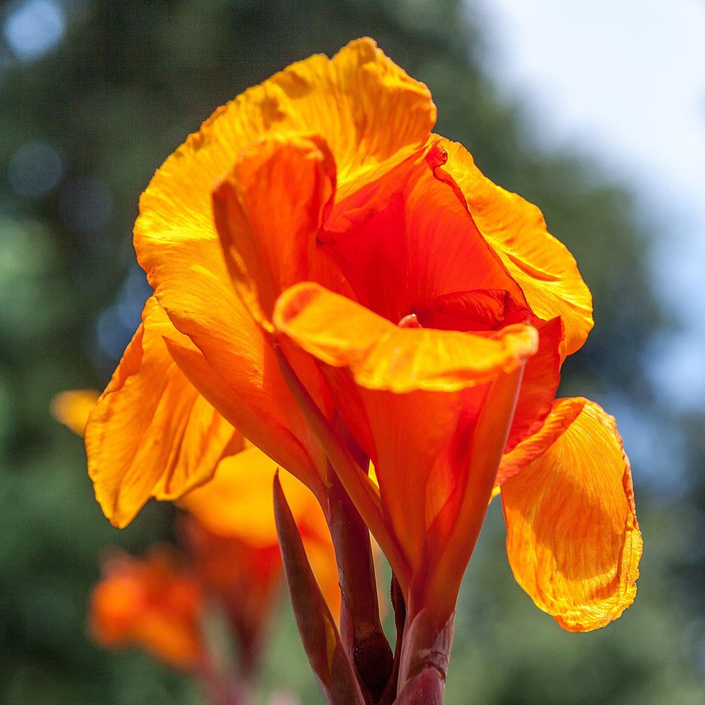 Canna Elite Orange Chocolate Bulbs Perennial Growing Bonsai Roots Rhizomes Corms Tubers Potted Planting Reblooming Fragrant Garden Species Blooms Flower Seeds Plant Gardening - Seedsplant