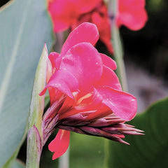 Canna Elite Pink Magic Bulbs Perennial Growing Bonsai Roots Rhizomes Corms Tubers Potted Planting Reblooming Fragrant Garden Species Blooms Flower Seeds Plant Gardening