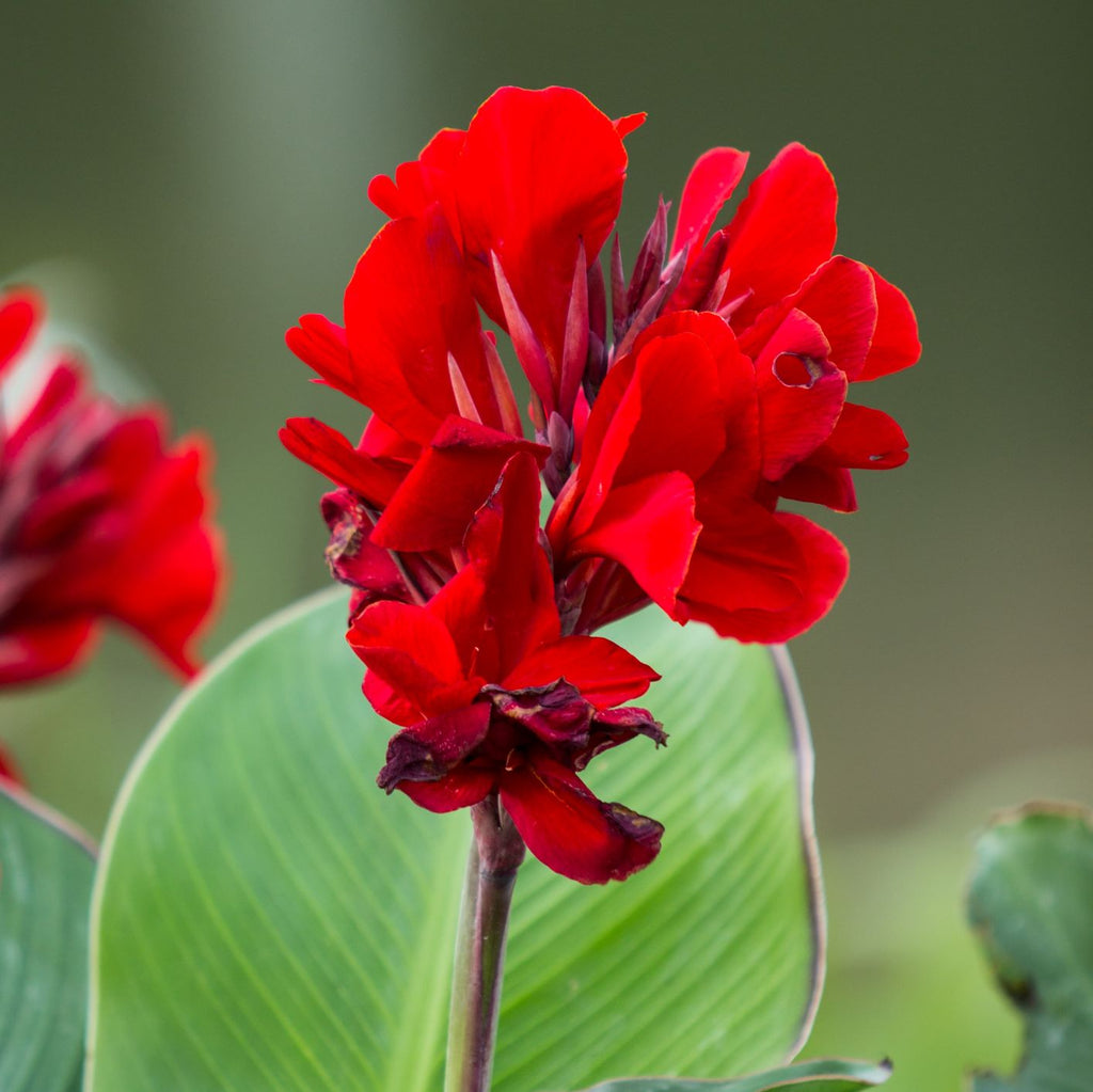 Canna Fire Dragon Bulbs Perennial Growing Bonsai Roots Rhizomes Corms Tubers Potted Planting Reblooming Fragrant Garden Species Blooms Flower Seeds Plant Gardening - Seedsplant