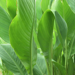 Canna Elite Orange Magic Bulbs Perennial Growing Bonsai Roots Rhizomes Corms Tubers Potted Planting Reblooming Fragrant Garden Species Blooms Flower Seeds Plant Gardening