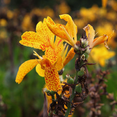 Canna Golden Lucifer Bulbs Perennial Growing Bonsai Roots Rhizomes Corms Tubers Potted Planting Reblooming Fragrant Garden Species Blooms Flower Seeds Plant Gardening - Seedsplant