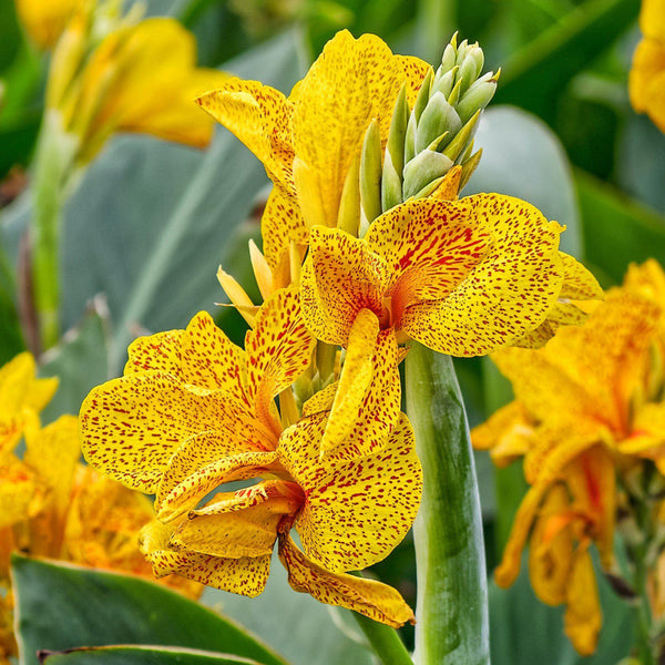 Canna Golden Lucifer Bulbs Perennial Growing Bonsai Roots Rhizomes Corms Tubers Potted Planting Reblooming Fragrant Garden Species Blooms Flower Seeds Plant Gardening