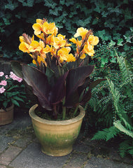 Canna Louis Cottin Bulbs Perennial Growing Bonsai Roots Rhizomes Corms Tubers Potted Planting Reblooming Fragrant Garden Species Blooms Flower Seeds Plant Gardening