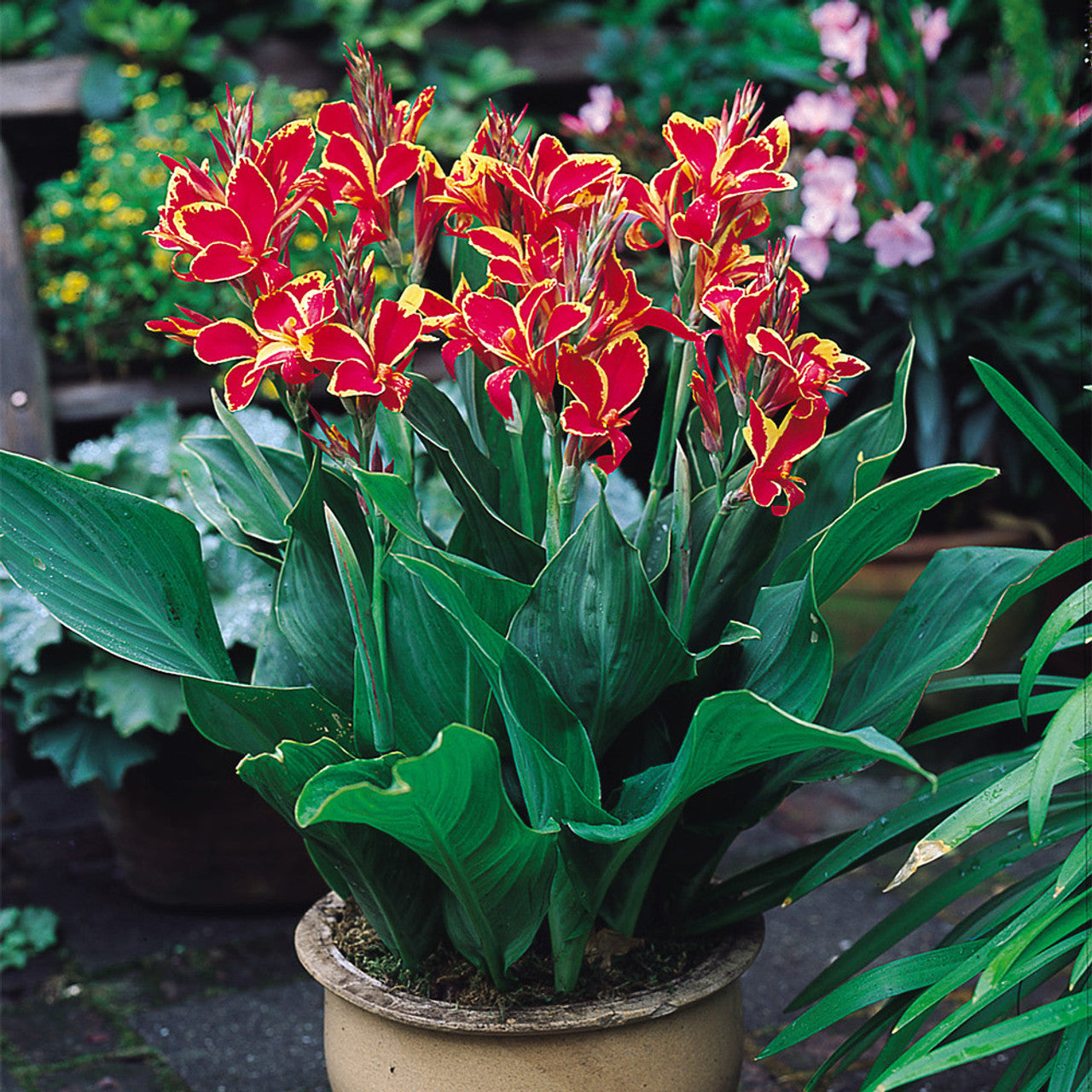 canna plant in pot Canna Lucifer Bulbs Perennial Growing Bonsai Roots Rhizomes Corms Tubers Potted Planting Reblooming Fragrant Garden Species Blooms Flower Seeds Plant Gardening