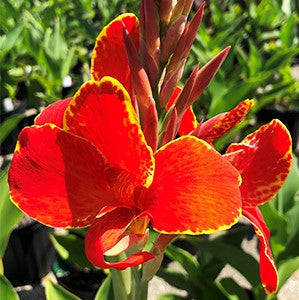 Canna Madeira Bulbs Perennial Growing Bonsai Roots Rhizomes Corms Tubers Potted Planting Reblooming Fragrant Garden Species Blooms Flower Seeds Plant Gardening