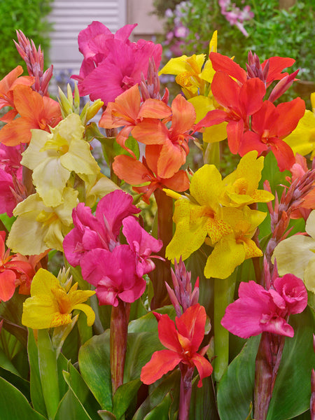 Exotic Canna Mixed Bulbs Perennial Growing Bonsai Roots Rhizomes Corms Tubers Potted Planting Reblooming Fragrant Garden Species Blooms Flower Seeds Plant Gardening