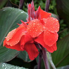 Canna Musifolia Bulbs Perennial Growing Bonsai Roots Rhizomes Corms Tubers Potted Planting Reblooming Fragrant Garden Species Blooms Flower Seeds Plant Gardening