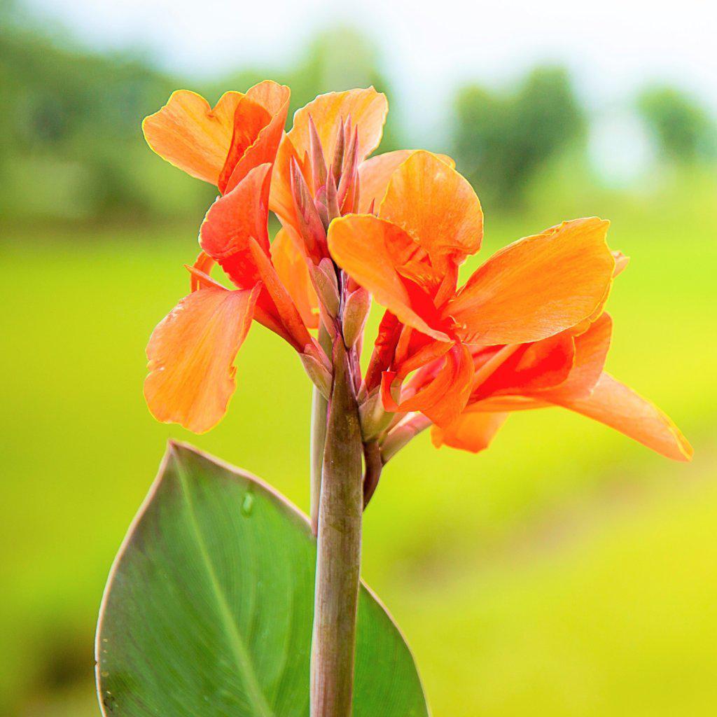 Canna Orange Beauty Bulbs Perennial Growing Bonsai Roots Rhizomes Corms Tubers Potted Planting Reblooming Fragrant Garden Species Blooms Flower Seeds Plant Gardening