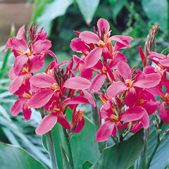 Canna Perkeo Bulbs Perennial Growing Bonsai Roots Rhizomes Corms Tubers Potted Planting Reblooming Fragrant Garden Species Blooms Flower Seeds Plant Gardening