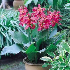 Canna Perkeo Bulbs Perennial Growing Bonsai Roots Rhizomes Corms Tubers Potted Planting Reblooming Fragrant Garden Species Blooms Flower Seeds Plant Gardening