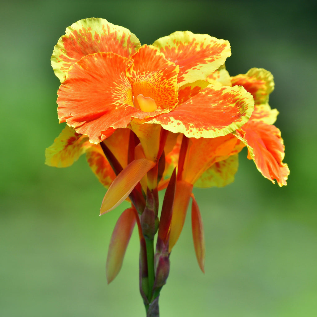 Canna Pretoria Bengal Tiger Bulbs Perennial Growing Bonsai Roots Rhizomes Corms Tubers Potted Planting Reblooming Fragrant Garden Species Blooms Flower Seeds Plant Gardening