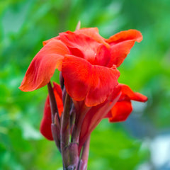 Canna The President Bulbs Perennial Growing Bonsai Roots Rhizomes Corms Tubers Potted Planting Reblooming Fragrant Garden Species Blooms Flower Seeds Plant Gardening
