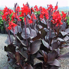 Canna Tropicanna Black Bulbs Perennial Growing Bonsai Roots Rhizomes Corms Tubers Potted Planting Reblooming Fragrant Garden Species Blooms Flower Seeds Plant Gardening