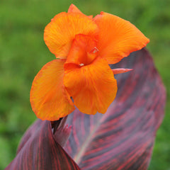 Canna Tropicanna Bulbs Perennial Growing Bonsai Roots Rhizomes Corms Tubers Potted Planting Reblooming Fragrant Garden Species Blooms Flower Seeds Plant Gardening