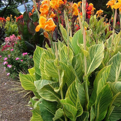 Canna Tropicanna Gold Bulbs Perennial Growing Bonsai Roots Rhizomes Corms Tubers Potted Planting Reblooming Fragrant Garden Species Blooms Flower Seeds Plant Gardening