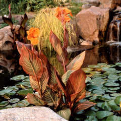 Canna Tropicanna Bulbs Perennial Growing Bonsai Roots Rhizomes Corms Tubers Potted Planting Reblooming Fragrant Garden Species Blooms Flower Seeds Plant Gardening