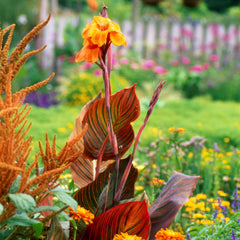 Canna Tropicanna Bulbs Perennial Growing Bonsai Roots Rhizomes Corms Tubers Potted Planting Reblooming Fragrant Garden Species Blooms Flower Seeds Plant Gardening