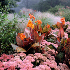 Canna Tropicanna Bulbs Perennial Growing Bonsai Roots Rhizomes Corms Tubers Potted Planting Reblooming Fragrant Garden Species Blooms Flower Seeds Plant Gardening