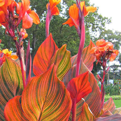 Lon Canna Bulbs Perennial Growing Bonsai Roots Rhizomes Corms Tubers Potted Planting Reblooming Fragrant Garden Species Blooms Flower Seeds Plant Gardening