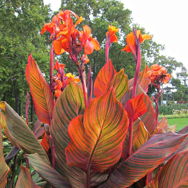 Canna Tropicanna Bulbs Perennial Growing Bonsai Roots Rhizomes Corms Tubers Potted Planting Reblooming Fragrant Garden Species Blooms Flower Seeds Plant Gardening